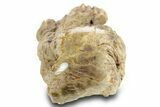 Triassic-Age Petrified Wood Log - Madagascar #379254-2